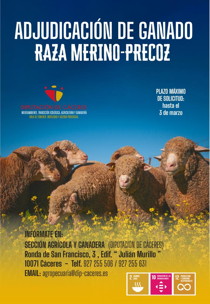 Imagen ADJUDICACIÓN DE GANADO RAZA MERINO-PRECOZ
